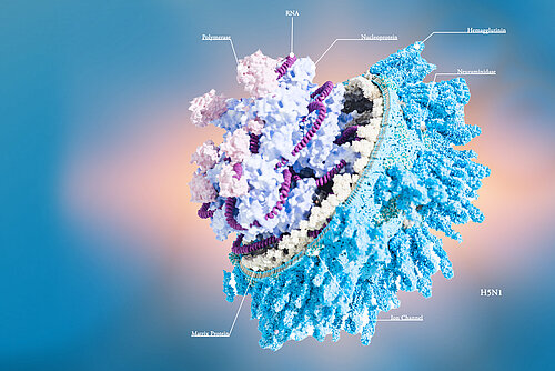 Graphische Darstellung des Geflügelpest-Virus