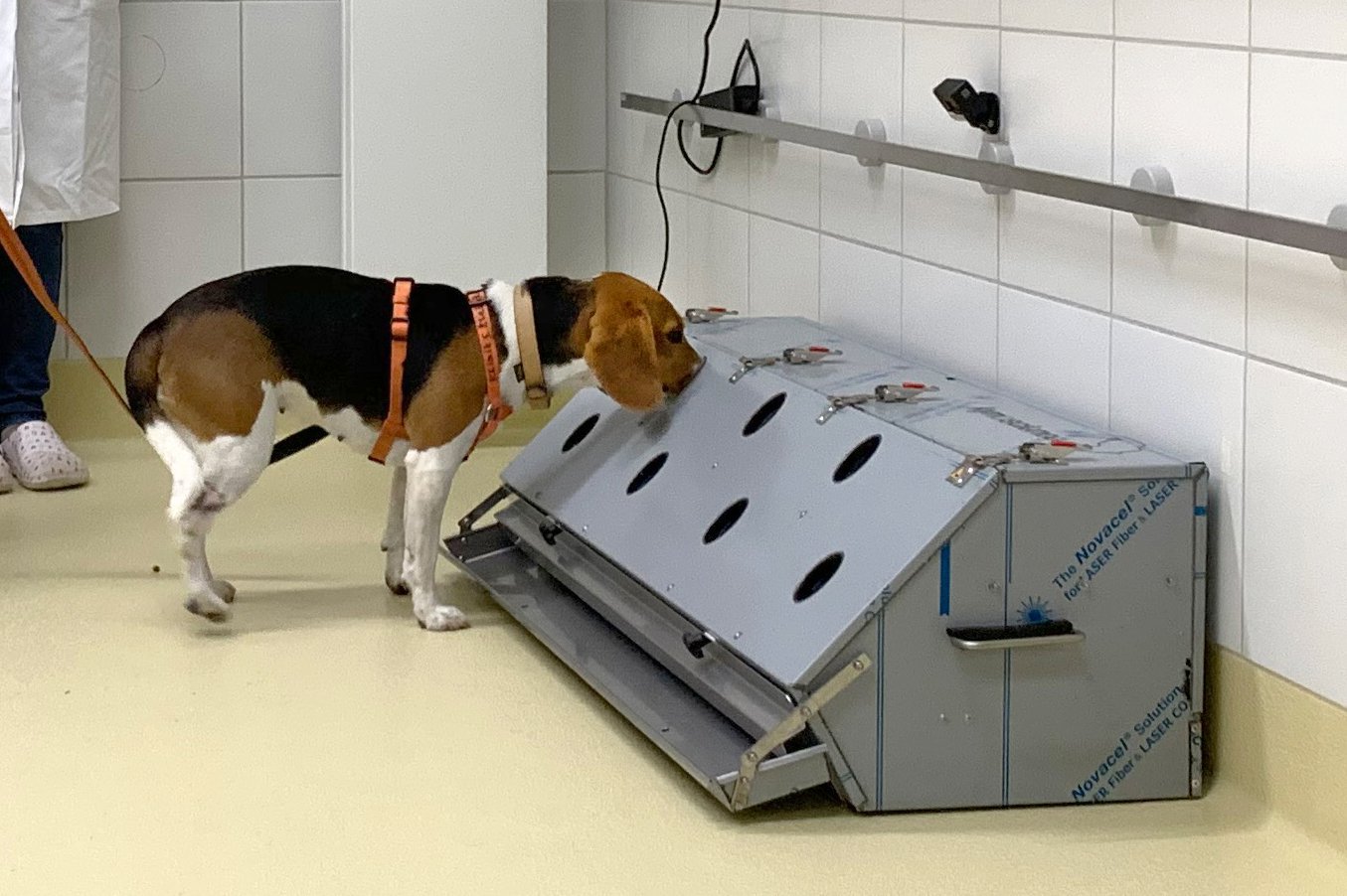 1,5 Millionen Euro zur Erforschung der Einsatzmöglichkeiten von Corona-Spürhunden bei - TiHo Hannover