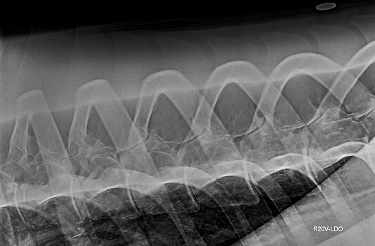Röntgenbild der Facettengelenke am Rücken (schräg aufgenommen)